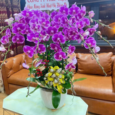 Hoa Lan Hồ Điệp Chúc Mừng