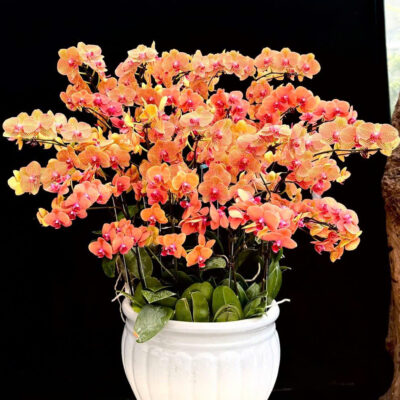 Hoa Lan Hồ Điệp Đỏ Cam