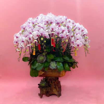 Hoa Lan Hồ Điệp Trung