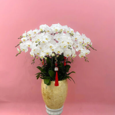 Hoa Lan Hồ Điệp Trắng