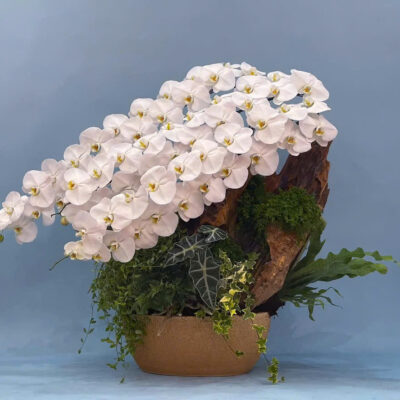 Hoa Lan Hồ Điệp Trắng Xếp Tầng